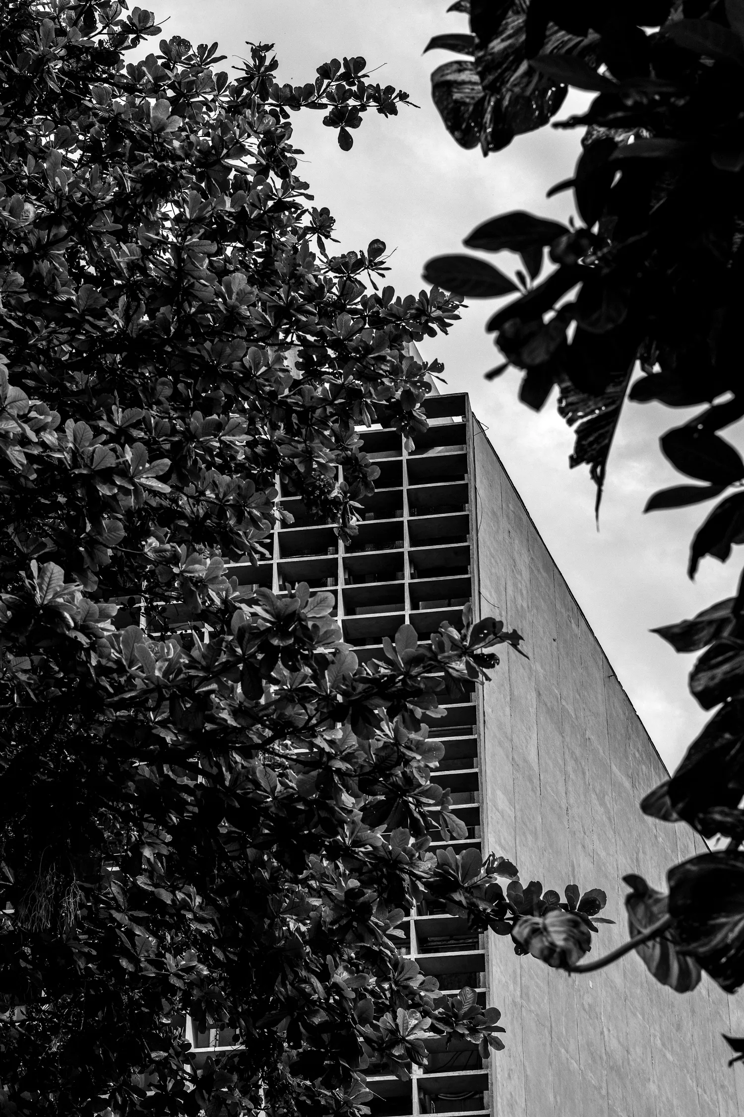 Edificio brutalista enmarcado por vegetación, fotografiado en blanco y negro.